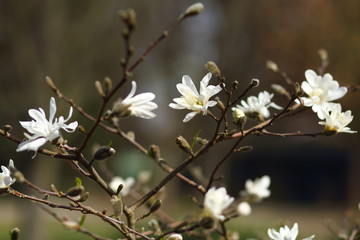 цветок магнолии на ветке в ботаническом саду