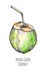 Ink sketch of young green coconut.