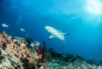 Naklejka na ściany i meble Caribbean Reef Shark at the Bahamas