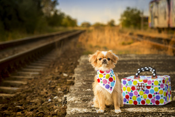 Puppy in train station