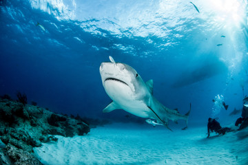 Fototapeta premium Tiger Shark w Tigerbeach na Bahamach