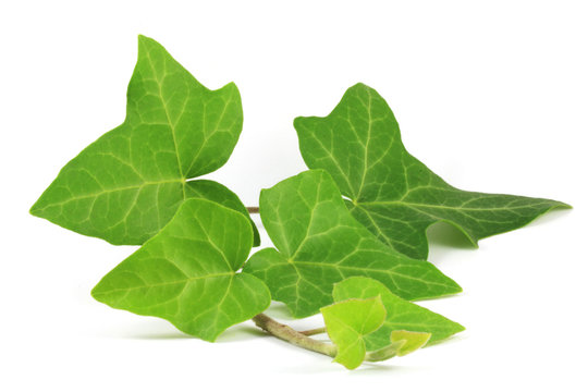 Common ivy (Hedera helix) plant isolated on white.