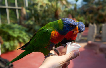 Feeding the bright parrots from the hand