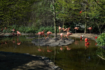 The group of pink flamingo is walking near the puddle in the park 