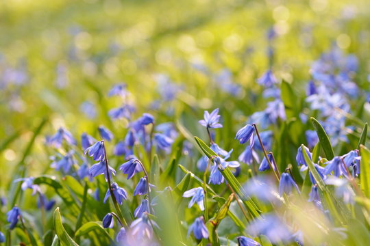 Romantische Blausterne in der Frühlingswiese