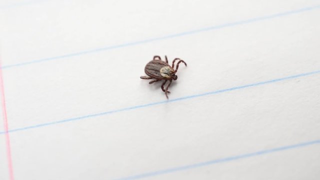 Hard tick lies on white paper background and then starts to crawl. Dermacentor. Macro shot.