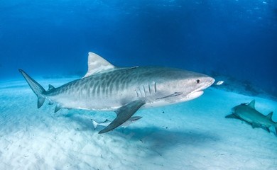 Obraz premium Tiger Shark w Tigerbeach na Bahamach