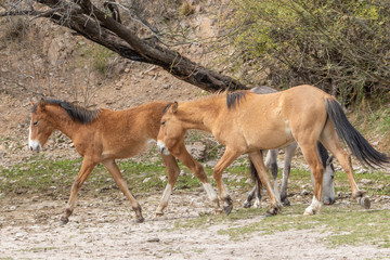 Wild Horses Near the Salt River in the Arizona Desert