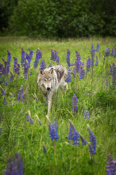 Grey Wolf (Canis lupus) Stands in Field of Lupine