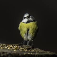 Oiseaux du Grésivaudan - Chartreuse - Isère.