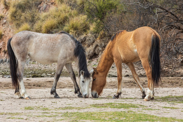 Naklejka na ściany i meble Wild Horses Near the Salt River in the Arizona Desert