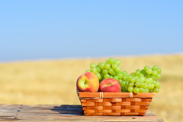 Shavuot: Festival of First Fruits(habikkurim). Grapes and peaches in basket outdoor on the gold wheat field and blue sky background at sunny summer day. Autumn harvest concept. Copy space for text.