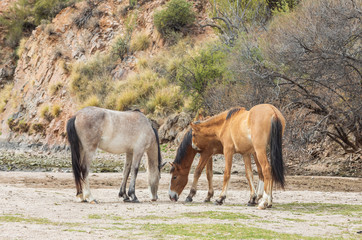 Wild Horses Near the Salt River in the Arizona Desert