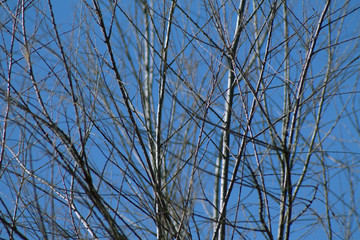 tree branches without leaves against the blue sky