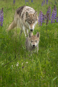 Juvenile Grey Wolf (Canis lupus) Chases After Pup