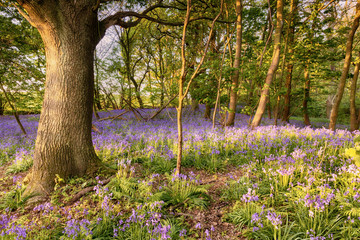 Bluebell path deep in the forest