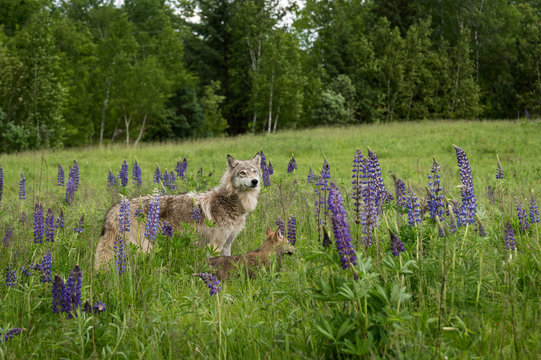 Juvenile Grey Wolf (Canis lupus) Looks Up in Lupine Field