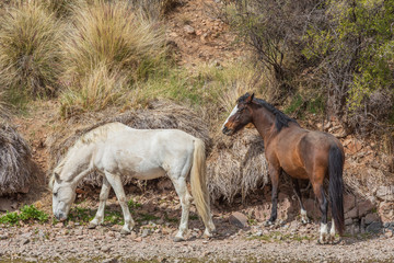 Wild Horses Near the Salt River in the Arizona Desert