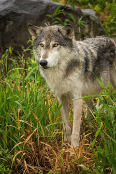 Grey Wolf (Canis lupus) with Rock in Background