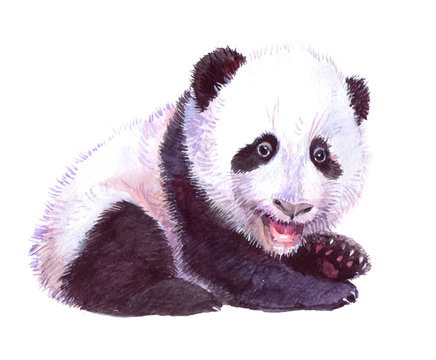 Watercolor animal panda baby isolated on white background