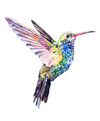 Obraz premium Watercolor animal Colibri isolated on white background
