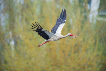 Stork flying to the nest with some branches in Vitoria