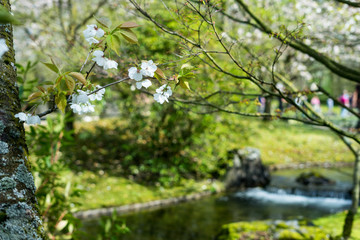 Fototapeta premium Japanese garden in Hasselt, Belgium