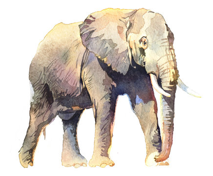 Watercolor animal elephant isolated on white background