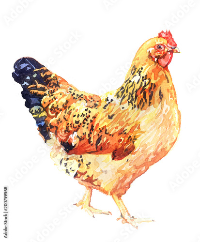 Download "Watercolor animal chicken hen isolated on white ...