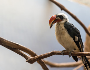 Hornbill