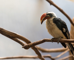 Hornbill