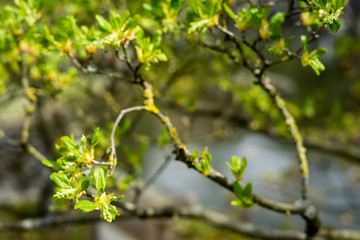 Japanese garden in Hasselt, Belgium