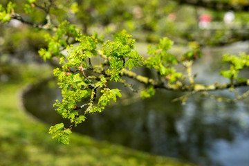 Japanese garden in Hasselt, Belgium