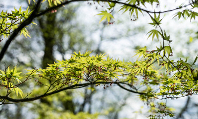 Japanese garden in Hasselt, Belgium