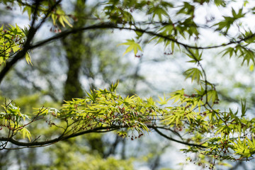 Japanese garden in Hasselt, Belgium