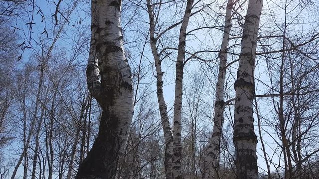 Birch grove. Nature background. Sunny spring day. Light breeze, dynamic scene. 4k video