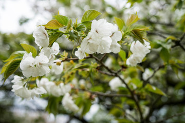 Japanese garden in Hasselt, Belgium