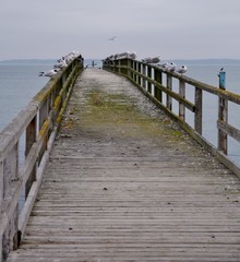 Obraz premium Drewniana kładka na Bałtyk z mewami w Sassnitz