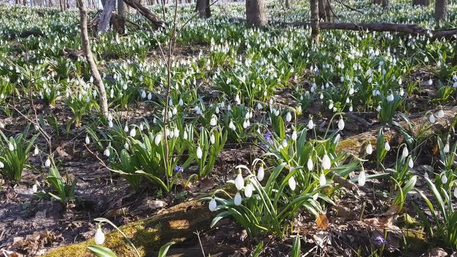 White blooming snowdrop folded or Galanthus plicatus with water drops in light breeze. Sunshine. Sunrise.