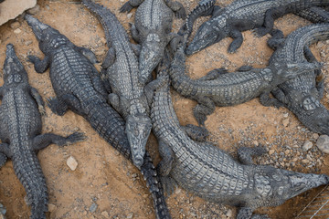 At Crocoloco Crocodile Farm