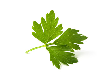 Parsley isolated on white