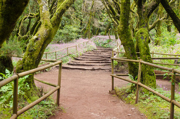 Beautiful evergreen forest in Garajonay national park on La Gomera island.