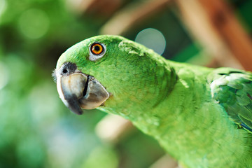 Head of green parrot
