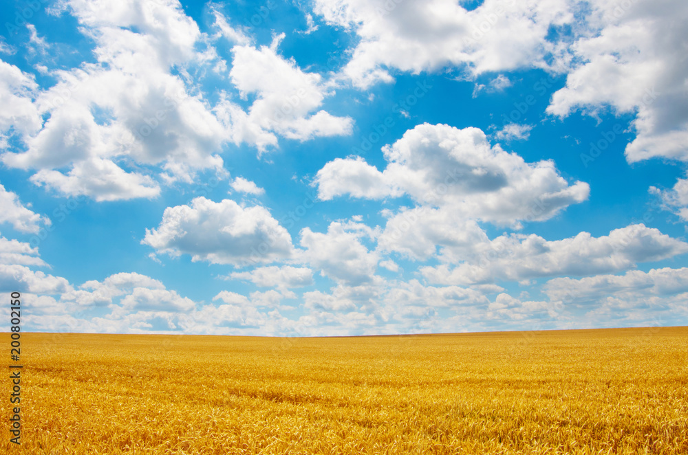 Wall mural golden wheat field under sunny blue sky