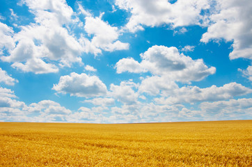 Golden wheat field under sunny blue sky