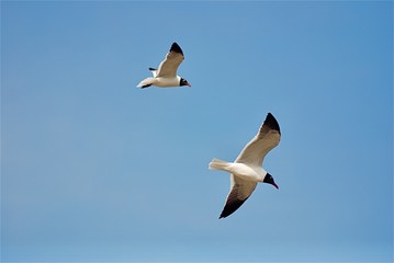 Seaguls