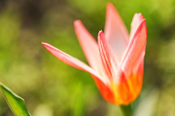 Single open pink tulip in garden