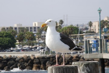 Seagull