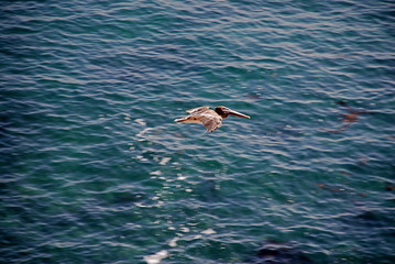 Point Vicente