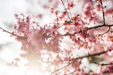 Cherry Blossoms Central Park